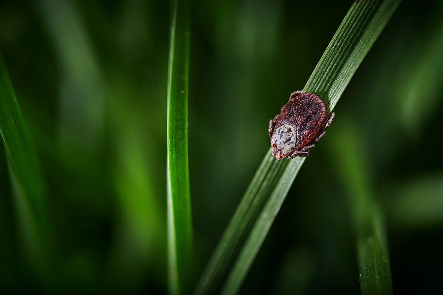 Haarausfall durch Borreliose